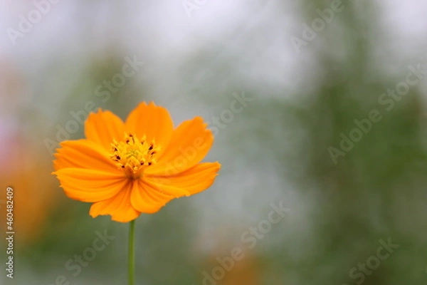 Obraz オレンジ色のコスモス