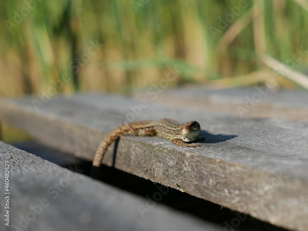 Obraz Lizard on a wood