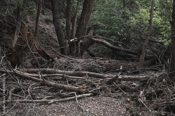 Fototapeta Thicket with fallen trees