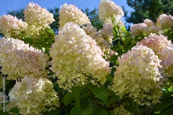 Fototapeta A magnificent hydrangea bush of the Lime Light variety with huge numerous white and pink inflorescences in the garden on the background of blue sky.