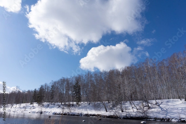 Obraz Birches in winter