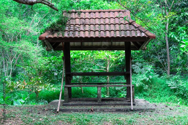 Obraz Beautiful old sala in the forest.