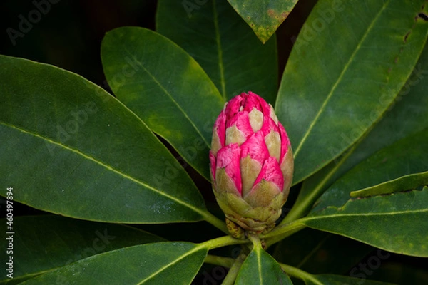 Obraz Pink flower bud