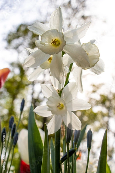 Obraz close up white flower portrait