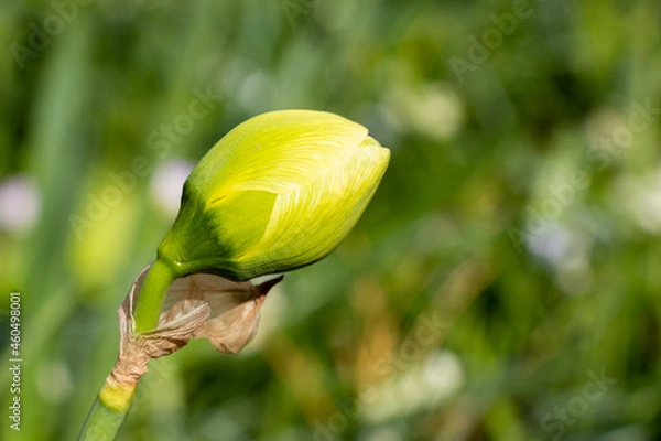 Obraz flower bud