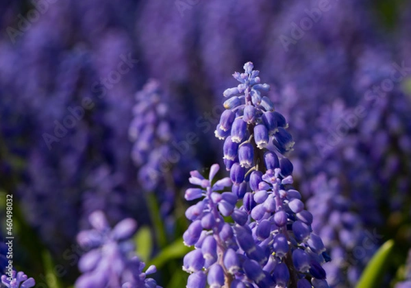 Obraz purple bell flower