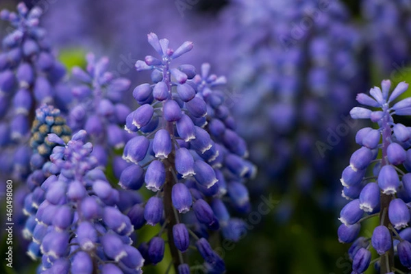 Obraz purple bell flower