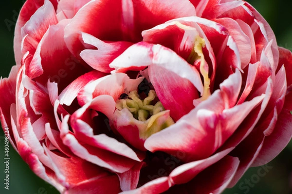 Obraz Pink flower closesup