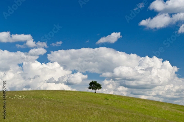 Fototapeta Single tree on the meadow at summer - blue sky and clouds background.
