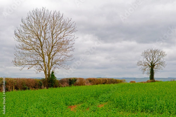 Obraz irish landscape