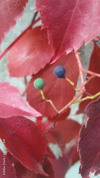 Obraz red berries on a branch