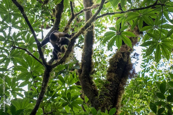 Fototapeta Howler monkey on the trees of Costa Rica
