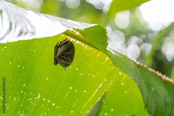 Fototapeta Hidden bat hanging under a banana leaf. Refuge from the rain