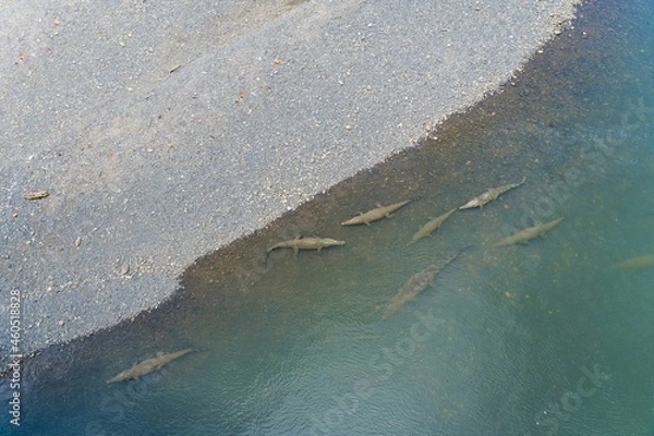 Fototapeta Aerial view of crocodiles on the bank of a river