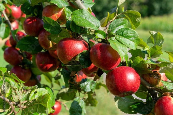 Obraz Knallrote Äpfel