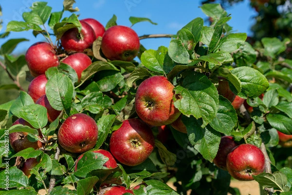 Obraz Knallrote Äpfel