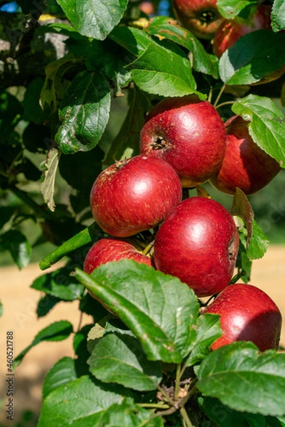 Obraz Knallrote Äpfel