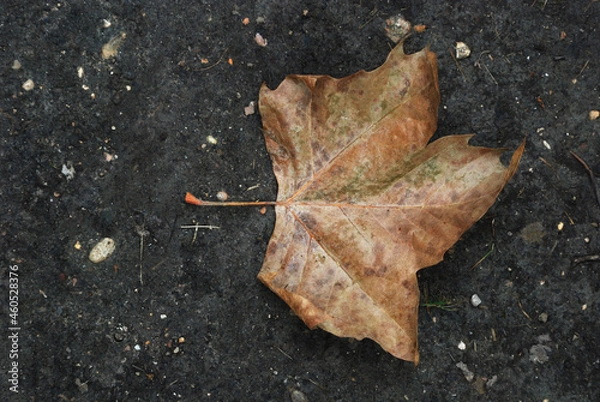 Fototapeta leaf on the ground
