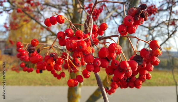 Fototapeta Branches of autumn mountain ash with bright red berries
