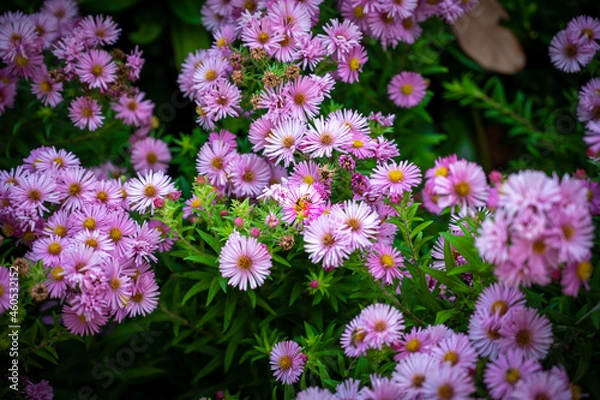 Obraz Bourdonnement Autonal