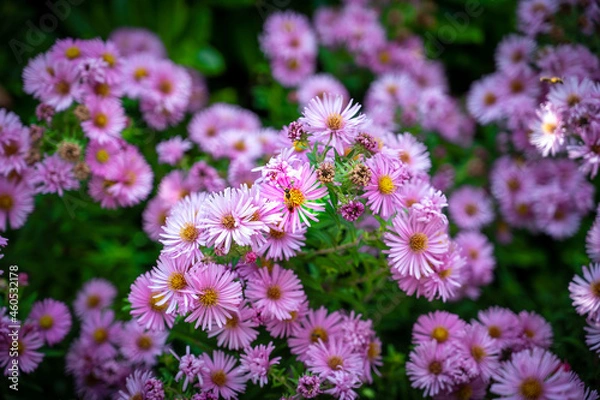 Obraz Bourdonnement Autonal