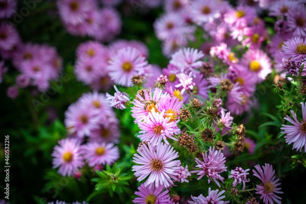 Obraz Bourdonnement Autonal