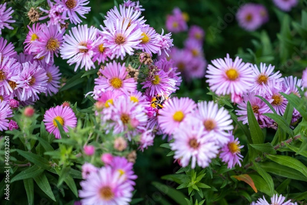 Fototapeta Bourdonnement Autonal