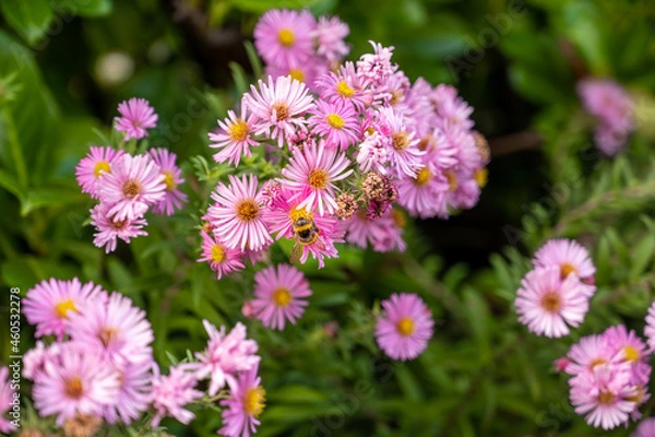 Obraz Bourdonnement Autonal