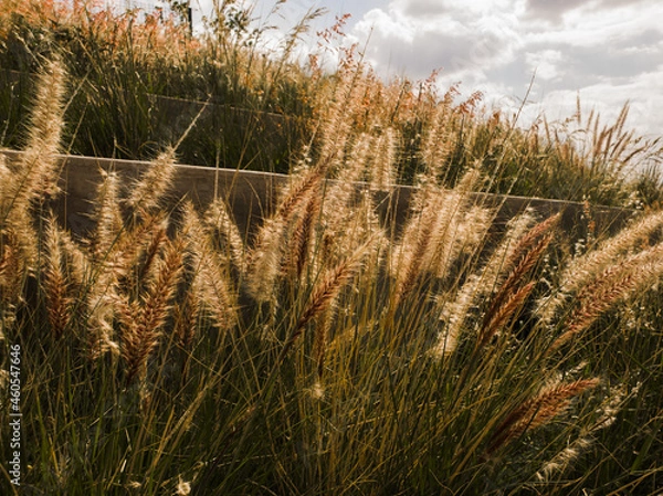 Obraz Césped dorado