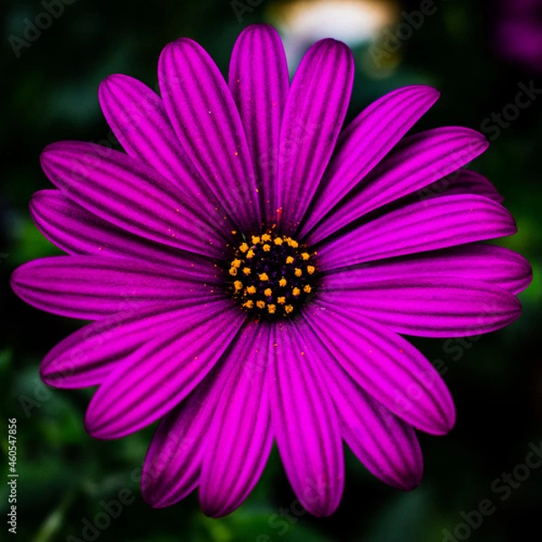 Obraz Margarita morada