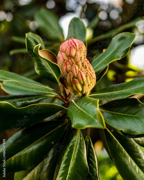 Obraz Magnolia