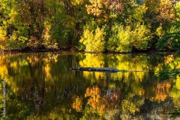 Fototapeta Scenic view of autumnal forest reflection of trees in water