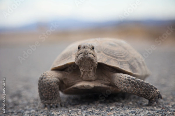 Obraz Tortoise on the Road 2