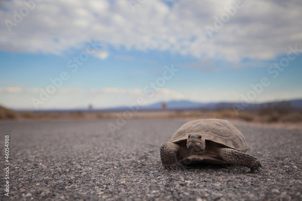 Obraz Tortoise on the Road