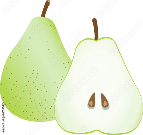 Obraz 洋梨のイラスト