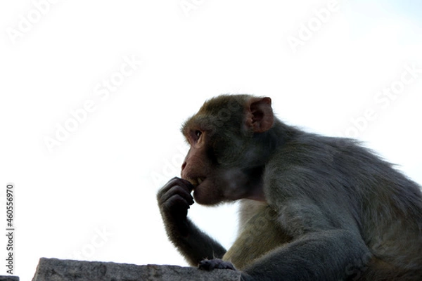 Fototapeta a monkey eating food