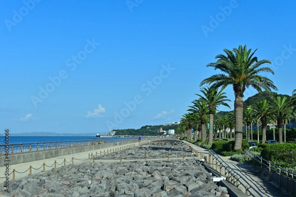 Fototapeta 横須賀馬堀海岸遊歩道