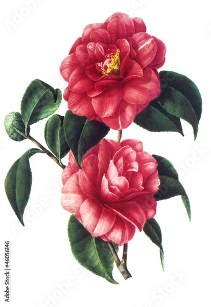 Obraz flower illustration