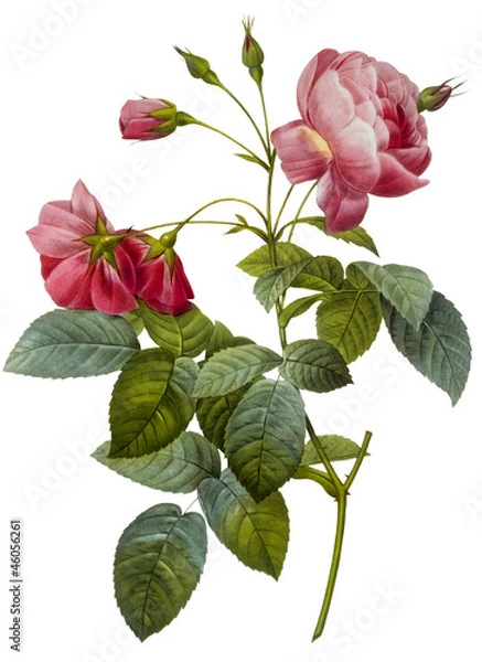Obraz flower illustration