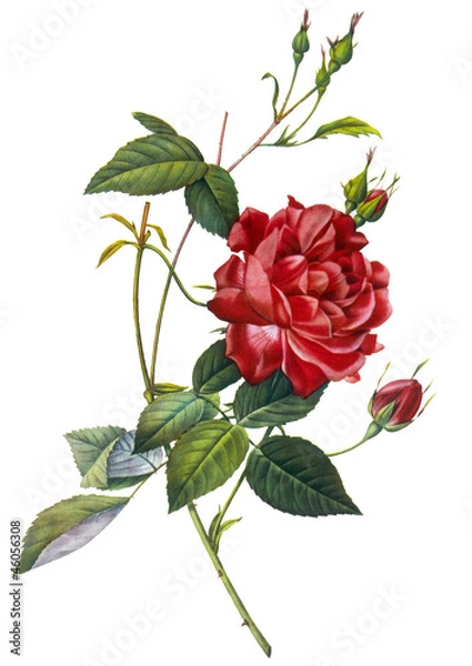 Obraz flower illustration