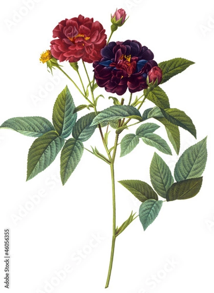 Obraz Ilustracja kwiatów