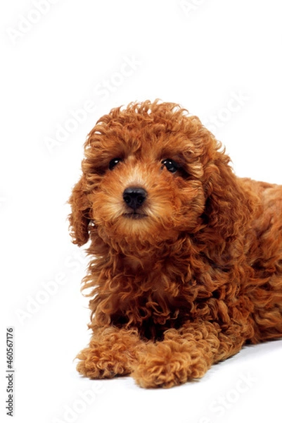 Fototapeta 見つめる子犬　ふせる子犬　トイプードル　白バック