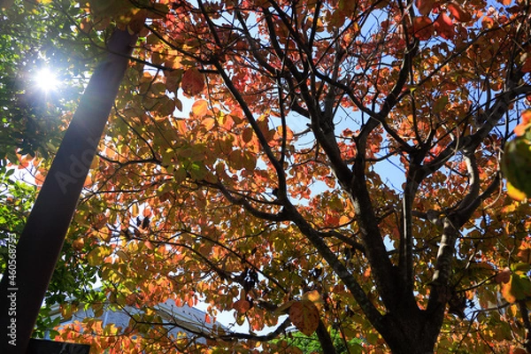 Obraz autumn in the park