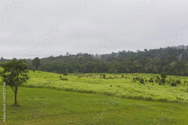 Obraz Selective focus. Nong Phak Chi Wildlife Watching Tower today is one place to see Khao Yai Attractions for visitors in Khao Yai national park Thailand.	