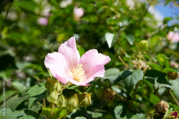 Fototapeta 芙蓉・花・アップ・マクロ