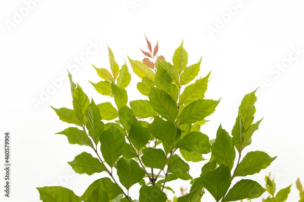 Fototapeta green maple leaves