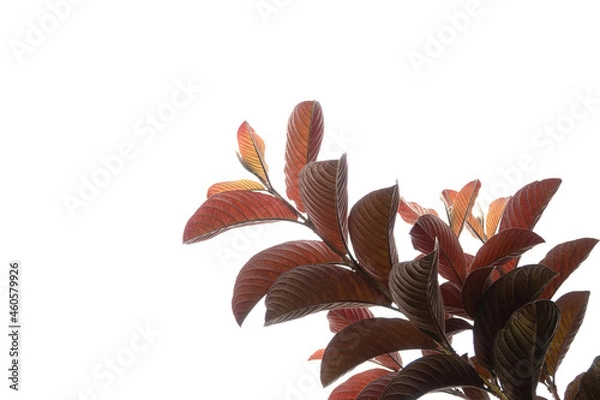Fototapeta tree isolated on white