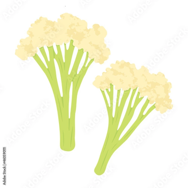 Obraz カリフローレのイラスト