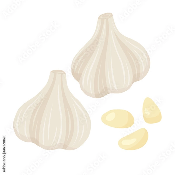 Obraz 大蒜（ニンニク）のイラスト