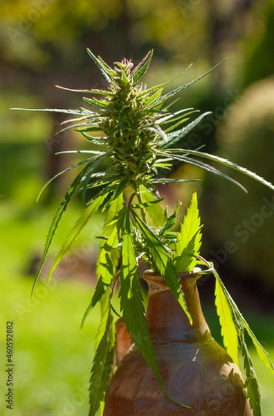 Obraz Cannabis marijuana flower close up. Ceramic jar detail